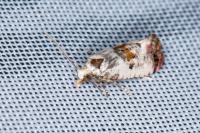Neocochylis hybridella