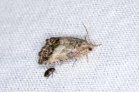Cydia splendana