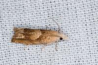 Eucosma conterminana