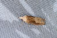 Eucosma