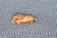 Gynnidomorpha rubricana
