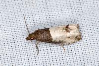 Notocelia roborana