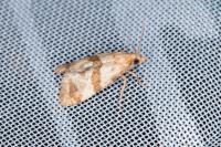 Phalonidia contractana