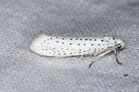 Yponomeuta evonymella
