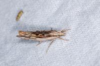Ypsolopha scabrella