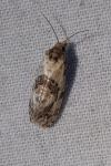 Neocochylis molliculana