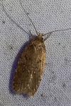 Agonopterix ciliella/heracliana