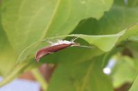 Ypsolopha dentella