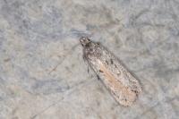 Gelechia asinella