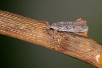 Gelechia asinella