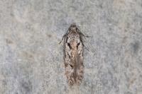 Carpatolechia decorella