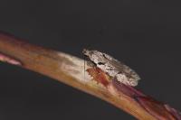 Carpatolechia decorella