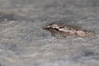 Carpatolechia decorella