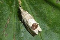 Notocelia uddmanniana