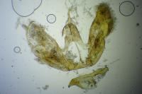 Merrifieldia leucodactyla