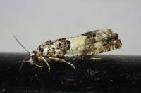Epinotia thapsiana