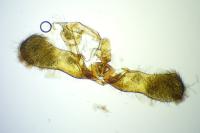 Epinotia thapsiana