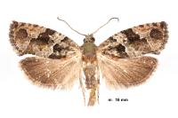 Eudemis profundana
