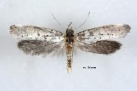 Yponomeuta rorrella