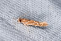 Pyroderces argyrogrammos