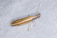 Pleurota aristella