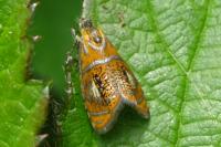 Olethreutes arcuella