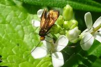 Cauchas rufimitrella