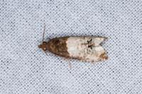 Notocelia roborana