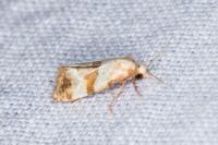 Phalonidia contractana