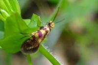 Micropterix tunbergella