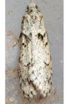Diurnea fagella