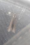 Amphisbatis incongruella