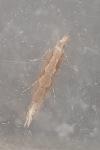 Plutella xylostella