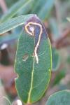 Metriochroa latifoliella