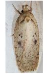 Agonopterix yeatiana