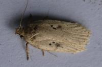 Agonopterix yeatiana