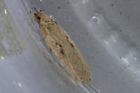 Agonopterix yeatiana