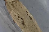 Agonopterix yeatiana