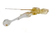 Carpatolechia decorella