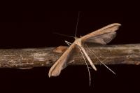 Emmelina monodactyla