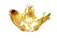 Emmelina monodactyla