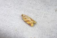 Clepsis pallidana