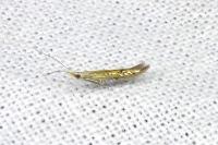 Coleophora limoniella