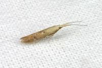 Coleophora salicorniae