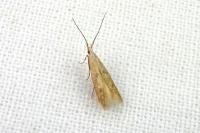 Coleophora salicorniae