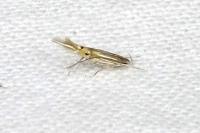 Cosmopterix lienigiella