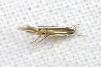 Cosmopterix lienigiella