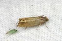 Eucosma