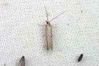 Holcopogon bubulcellus