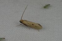 Myrmecozela ataxella